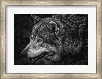 Framed Lone Wolf - Black & White