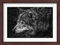 Framed Lone Wolf - Black & White