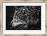 Framed Lone Wolf - Black & White