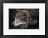 Framed Lone Wolf