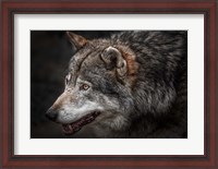 Framed Lone Wolf