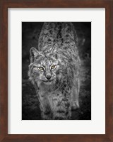 Framed Young Lynx Looking Up - Black & White