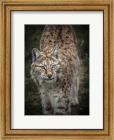 Framed Young Lynx Looking Up