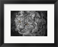 Framed Lynx Eyes