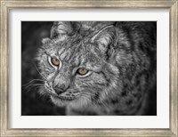 Framed Lynx Eyes