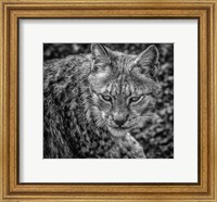 Framed Lynx II - Black & White