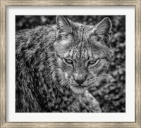 Framed Lynx II - Black & White