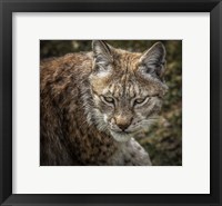 Framed Lynx II