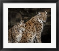 Framed Double Lynx