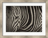 Framed Zebra Sepia