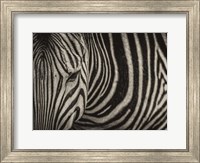 Framed Zebra Sepia