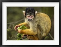 Framed Cute Monkey