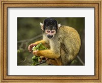 Framed Cute Monkey