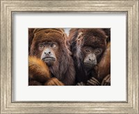 Framed Oranje Monkeys