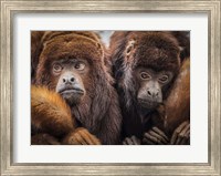 Framed Oranje Monkeys