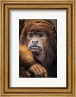 Framed Oranje Monkey