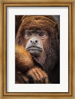 Framed Oranje Monkey