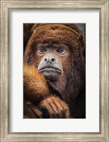 Framed Oranje Monkey