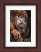 Framed Oranje Monkey II
