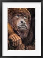 Framed Oranje Monkey II