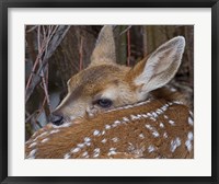 Framed Mule Deer Fawn