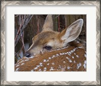 Framed Mule Deer Fawn