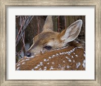 Framed Mule Deer Fawn