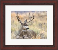 Framed Mule Deer Buck