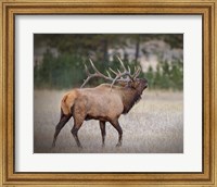 Framed Bull Elk