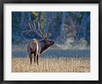 Framed Bull elk