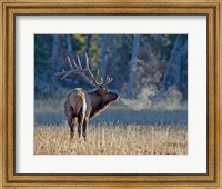Framed Bull elk