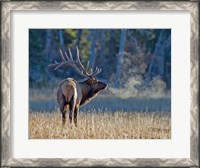 Framed Bull elk