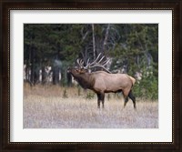 Framed Bull Elk Bugling