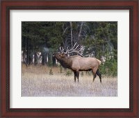 Framed Bull Elk Bugling