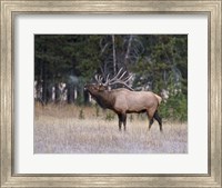 Framed Bull Elk Bugling