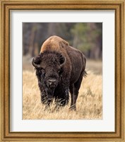 Framed Bull Bison