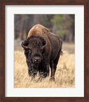 Framed Bull Bison