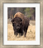 Framed Bull Bison