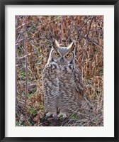 Framed Great Horned Owl