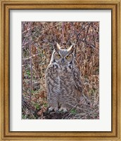 Framed Great Horned Owl