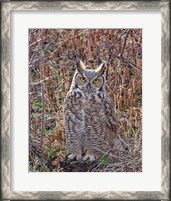 Framed Great Horned Owl