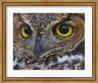 Framed Owl Eyes