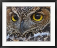 Framed Owl Eyes