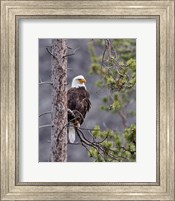 Framed Bald Eagle