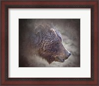 Framed Grizzly Bear Boar