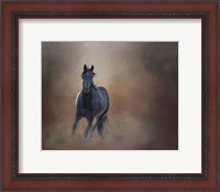 Framed Knighthawk - S Steens Wild Stallion