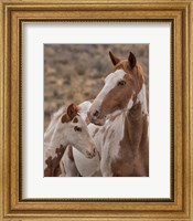 Framed Gypsy & Sentinel - S Steens Wild Mustangs