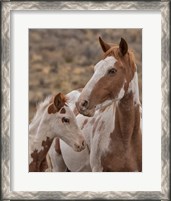 Framed Gypsy & Sentinel - S Steens Wild Mustangs