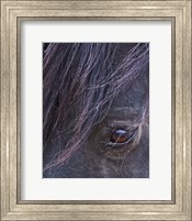 Framed Domino - S Steens Stallion