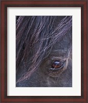 Framed Domino - S Steens Stallion